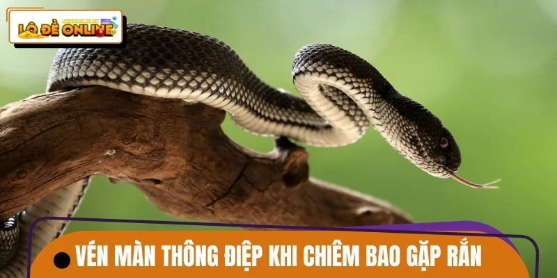 Vén màn thông điệp khi chiêm bao gặp rắn